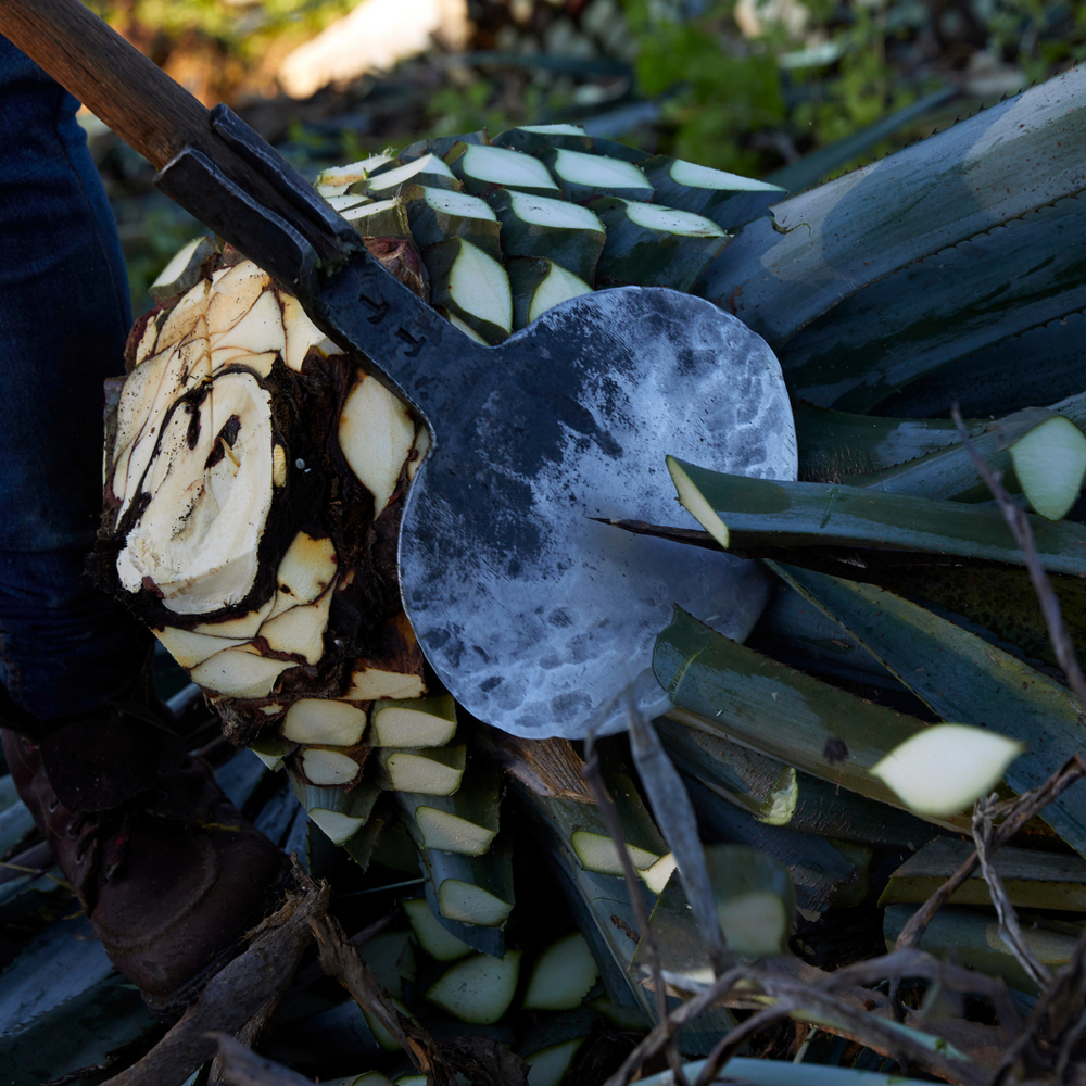 National Tequila Day